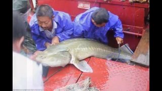 Monster of the deep: Chinese fishermen  catched  mysterious carnivorous creature in age of dinosaurs