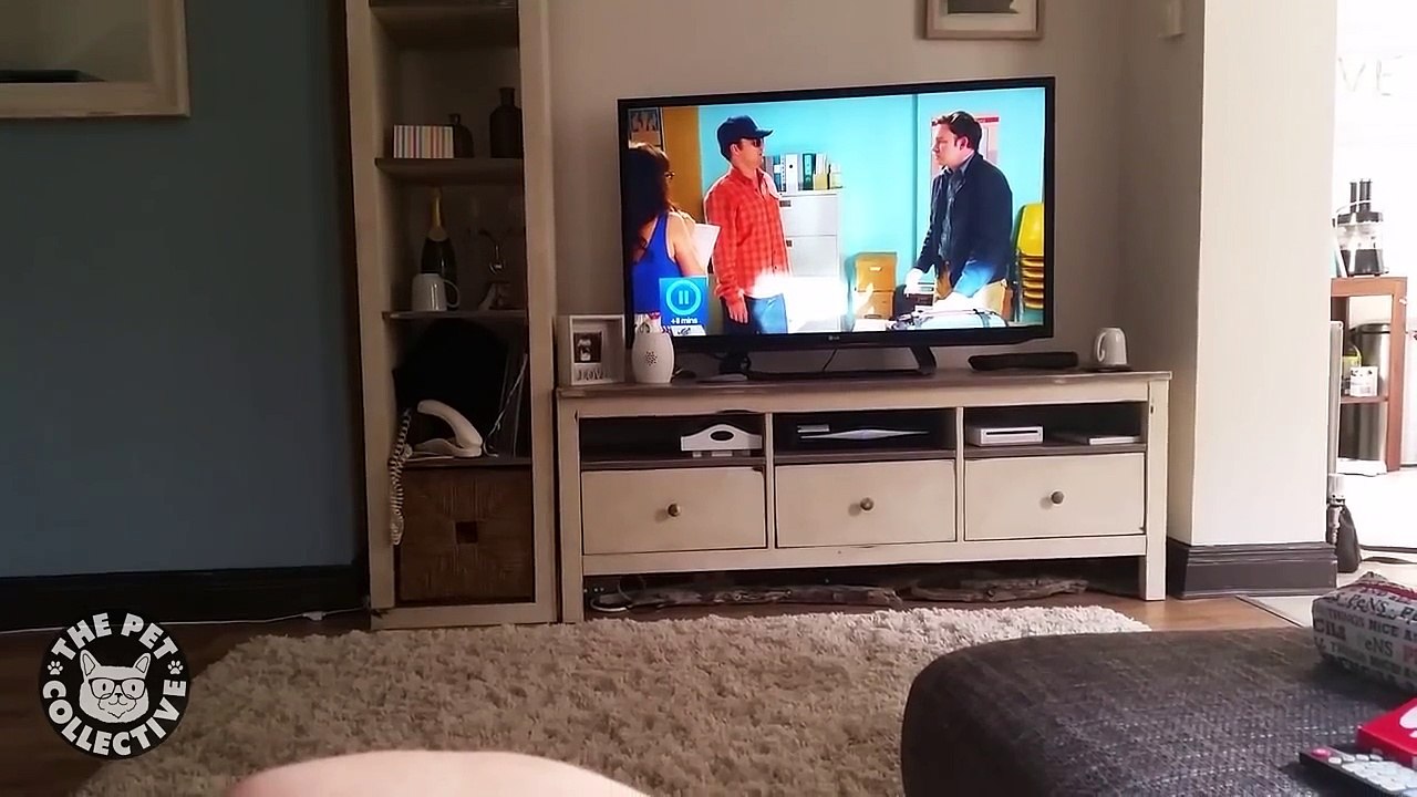 Smartest Pets Ever -- Super Smart Pets Compilation