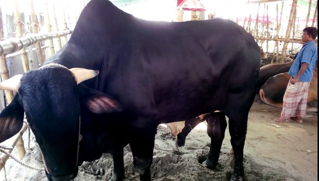 Black Diamond at Gabtoli Cow Haat in 2014 eid time ,Dhaka ,Bangladesh.