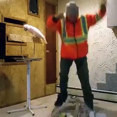 Peacock fighting with his owner...very funny