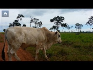 MT registra caso suspeito de "doença da vaca louca"