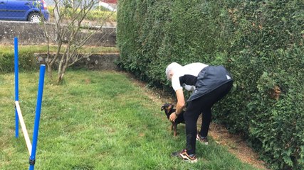 À la découverte de l'agility avec Suzy et son Pincher Cado