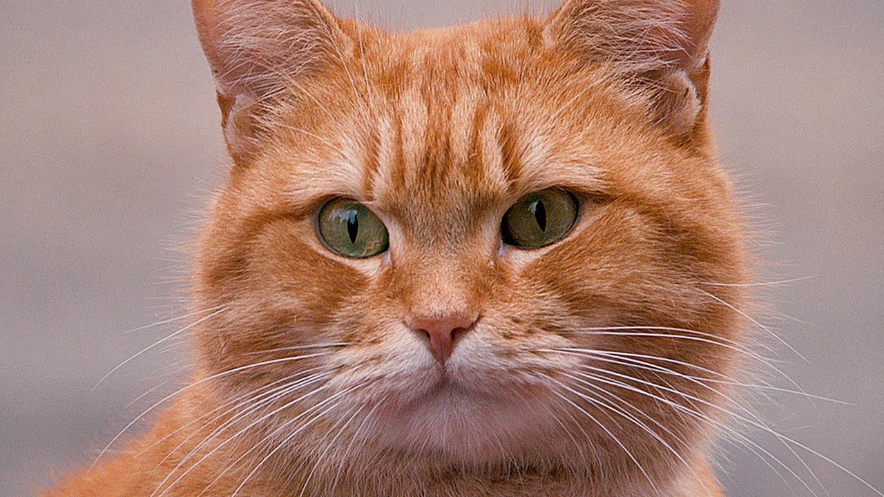 Bob, der Streuner - Trailer (Deutsch) HD