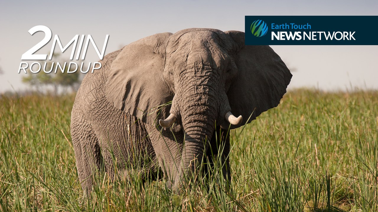 Women for elephants, volcano smileys & a daring leopard rescue