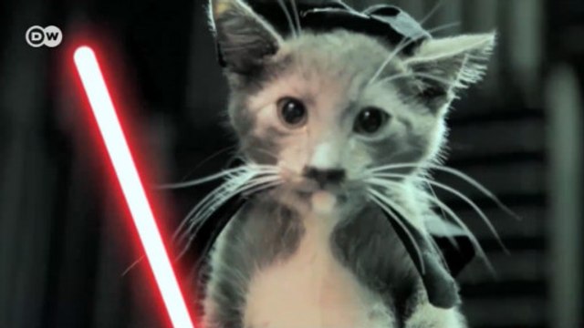 Международный день кошек (08.08.2016)