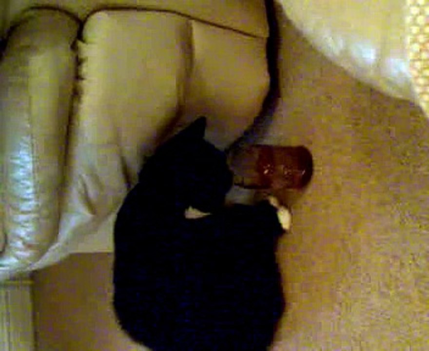 Miss Pilchard drinking