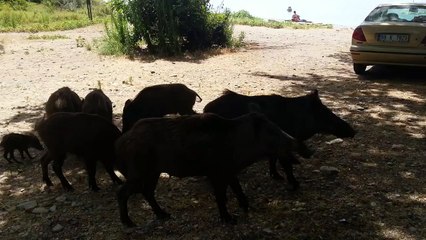 Domuzları Beslemek - Dilek Yarımadası Milli Parkı 2014