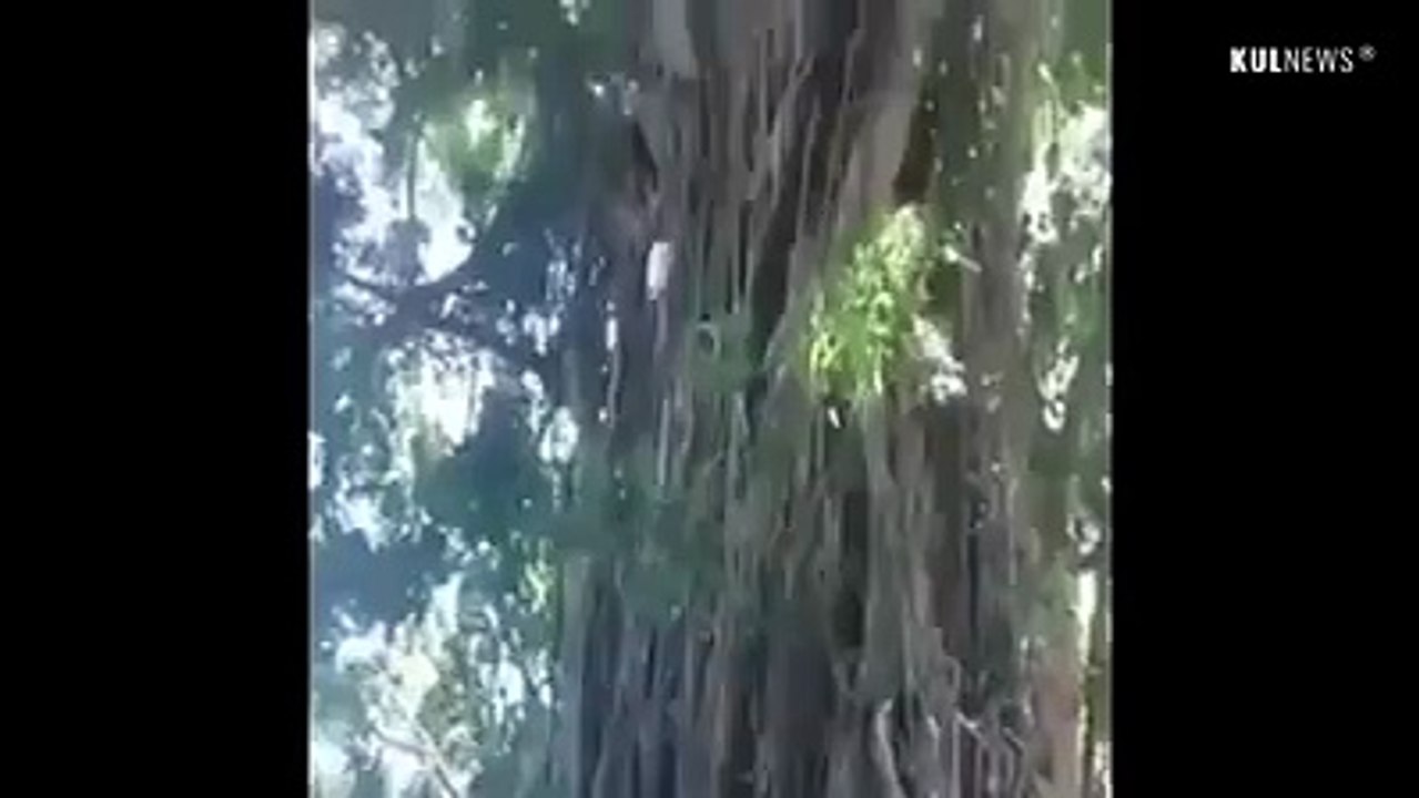 human or monkey