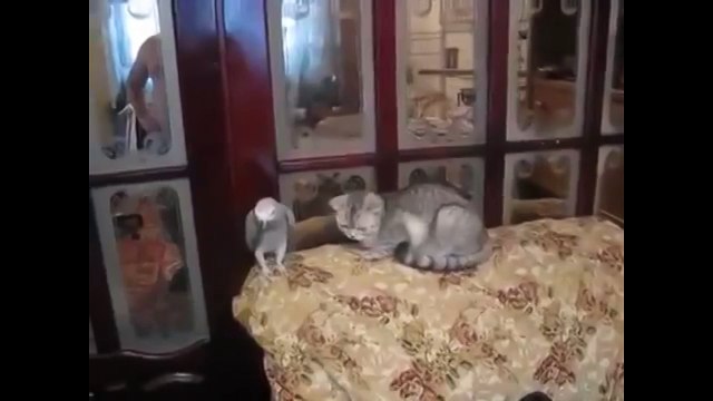 Неудавшаяся дружба. Смешные приколы кошки попугаи