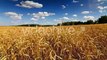 Wheat Field Time Lapse 4k | Stock Footage - Videohive