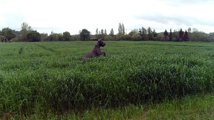 Dogue et beauceron dans les champs