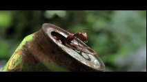 Minuscule - La Vallée des Fourmis Perdues - Teaser