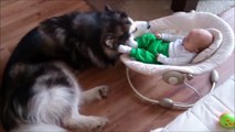 Alaskan Malamute watches over 4-month-old baby
