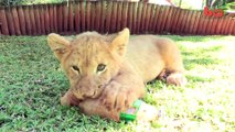 Baby Animals  Baby Lion, Baby Tiger & Baby Hyena Cub Animal Cuteness! !