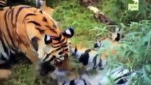 Video Aneh Harimau Vs Ular Piton - Macan VS Ular Piton Raksasa - Tiger vs Python