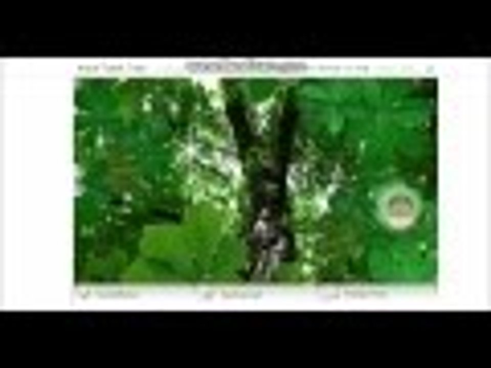 Anne Frank Interactive Tree Memorial
