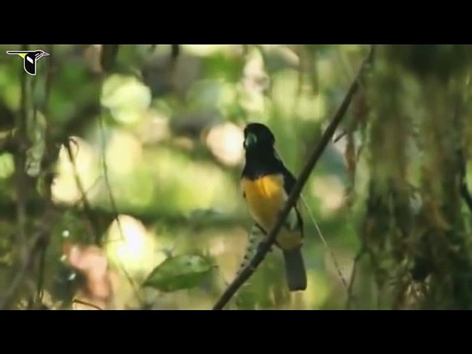 the most beautiful birds in the world - peacock compilation 2016 HD