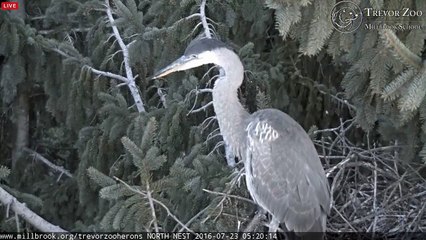 TZ Video 2016 07 23 052000 N1 CLOSEUP