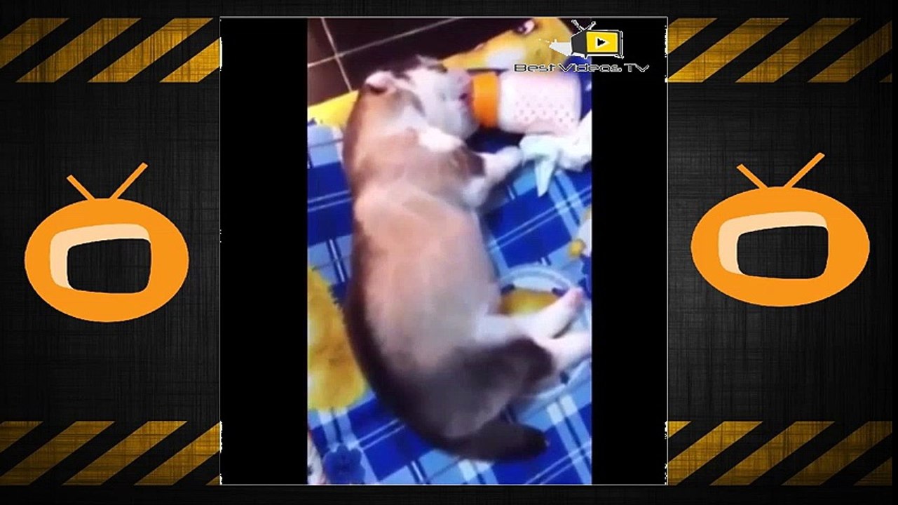 TRY NOT TO LAUGH-Best funny animals compilation 2016 Best Videos Tv#46