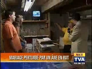 LCN : Un âne en rut gâche un mariage