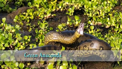 Top 15 Most Dangerous Animals in the Amazon Rainforest