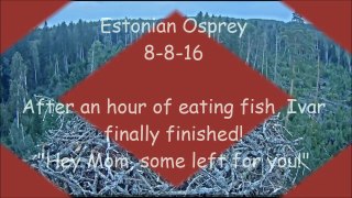 Estonian Osprey 8 8 16 finished with fish