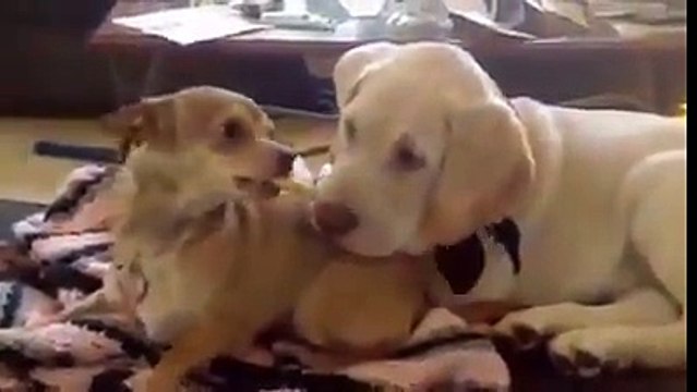 funny clips-funny pranks-funny fails-funny videos-Best Fails-top funny-funny videos 2016-Funny