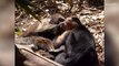 'Mean' Monkeys are Actually Playful Soulmates