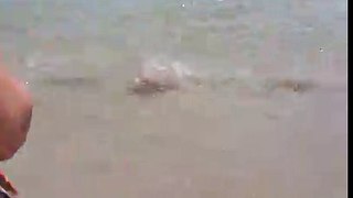 Jelly Fish washing up ashore Rockaway Beach