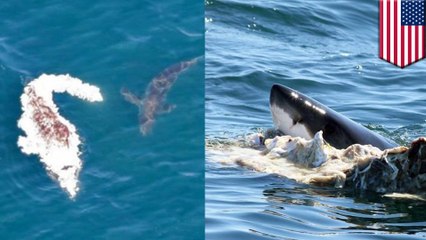 Great white sharks feed on whale carcass off North Truro caught on camera - TomoNews