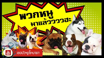 เชอบัว ยูโร มายา ตอนที่ 92  พวกหนูมาแล้ววววฮะ