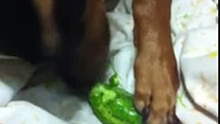 The dog an the cucumber