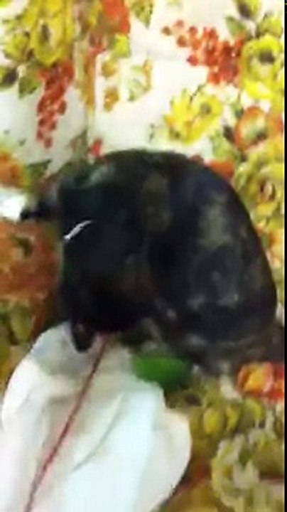 The cat and the cucumber