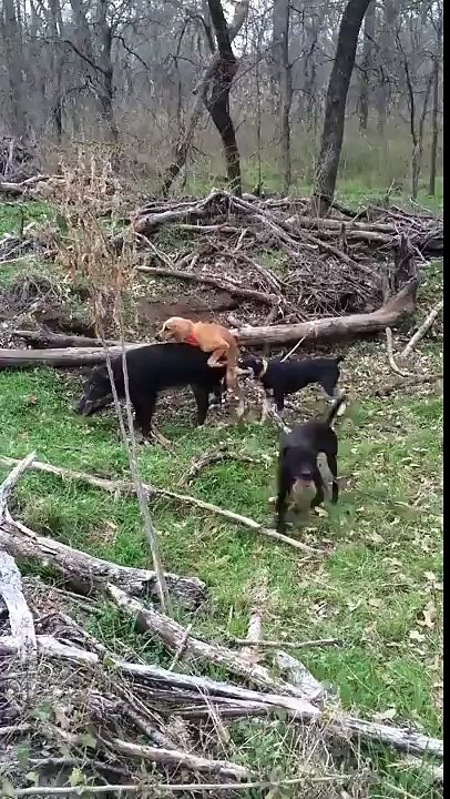 Quand un chien de chasse tombe (un peu trop) amoureux d'un sanglier !