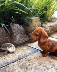 Des hérissons piquent la gamelle du chien