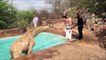 Une girafe retrouvée dans la piscine d'un lodge en Namibie