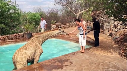 Une girafe retrouvée dans la piscine d'un lodge en Namibie