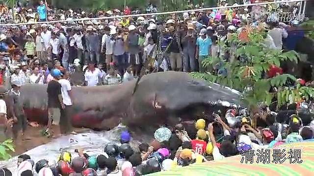 Une étrange créature géante trouvée au Vietnam