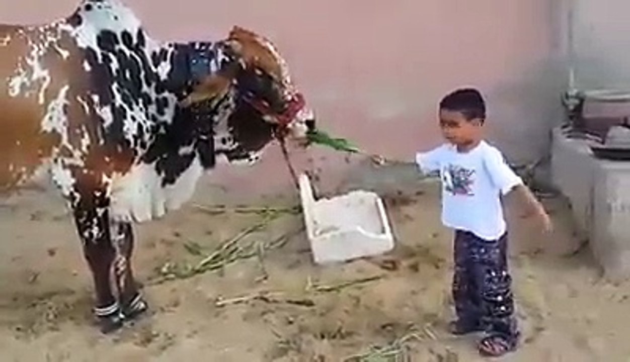 Funny cow