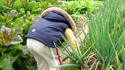 green onion ( spring onion ) 拔蔥