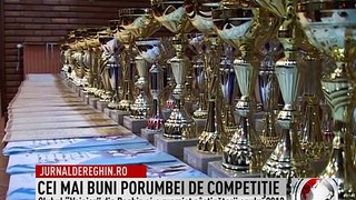 CEI MAI BUNI PORUMBEI DE COMPETIŢIE (2014 02 10)