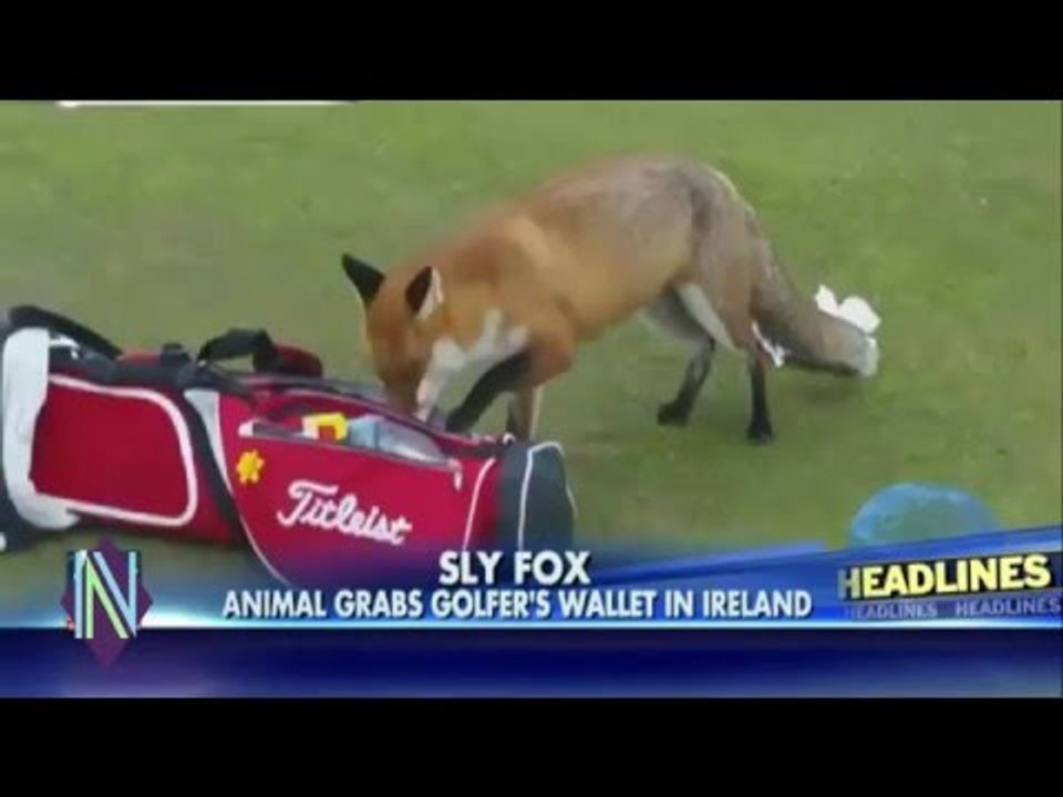 Sly fox takes off with man's wallet on golf course