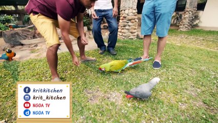 ครัวคริตจานหลัก  |  ฟาร์มนกก็เช่นกัน |  26 เม.ย.58   |   EP.30 |   Part 2/3