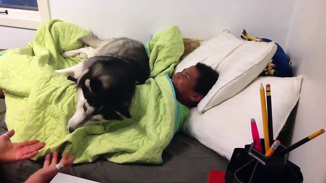 Cet husky n'aime pas qu'on réveille son maître. Regardez ce qu'il fait quand on touche à la couverture