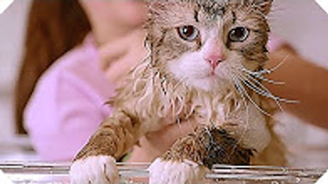 MA VIE DE CHAT Tous les Extraits du Film ! (Kevin Spacey - Comédie, 2016)