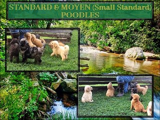 Bernedoodle Breeders Offered By Hurricane Creek Doodles And Poodles