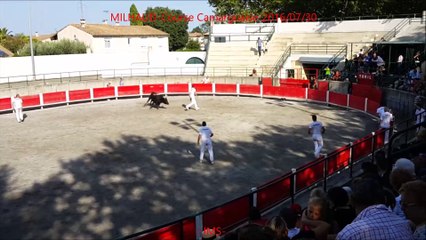 MILHAUD-Course Camarguaise-2016/07/30
