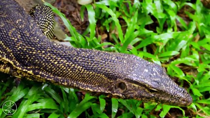 WILDLIFE BEAUTY IN 4K RESOLUTION(ULTRA HD )