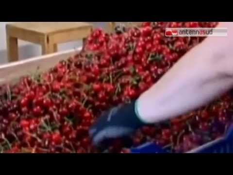 Tg Antenna Sud - Maltempo in Puglia, danni a uva e pomodoro