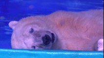 L'ours polaire le plus triste au monde